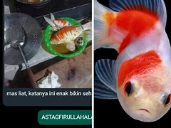 Apakah Telur Ikan Koi Bisa Dimakan